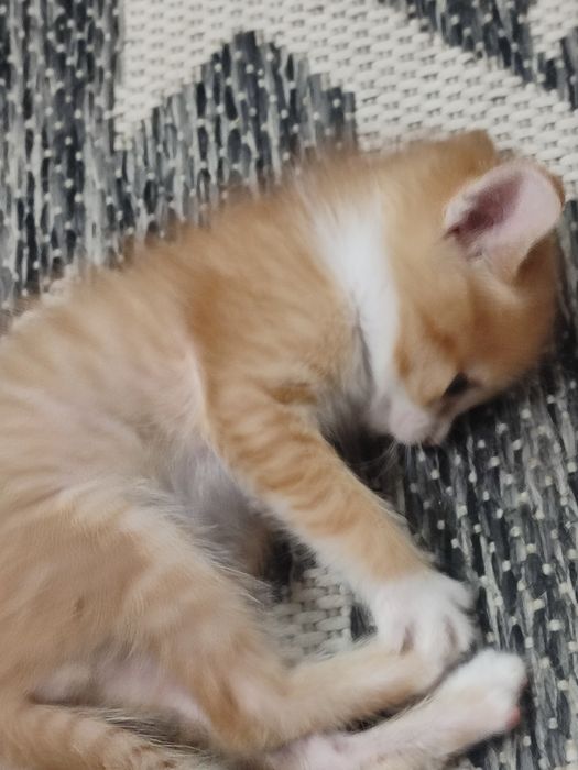 Отдам лучших котят