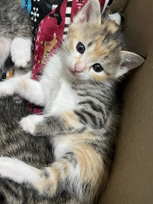 Отдам котят в хорошие руки бесплатно