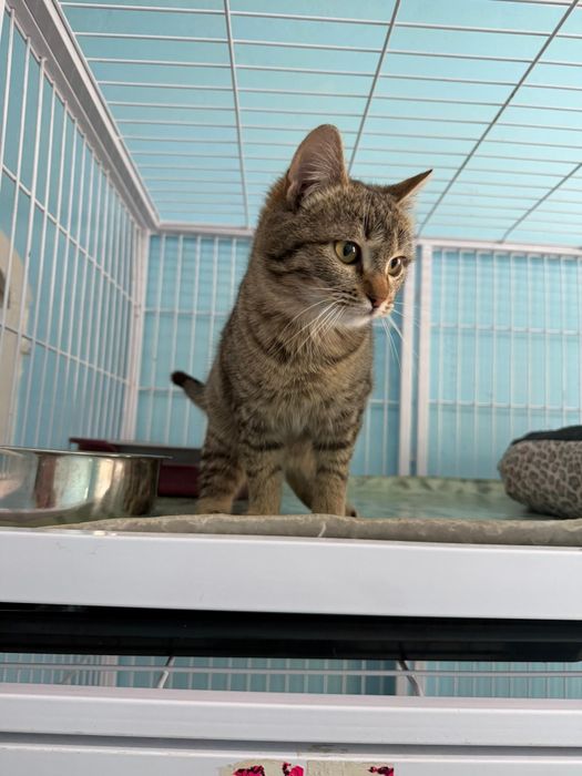 Ищем хозяев для кошечки