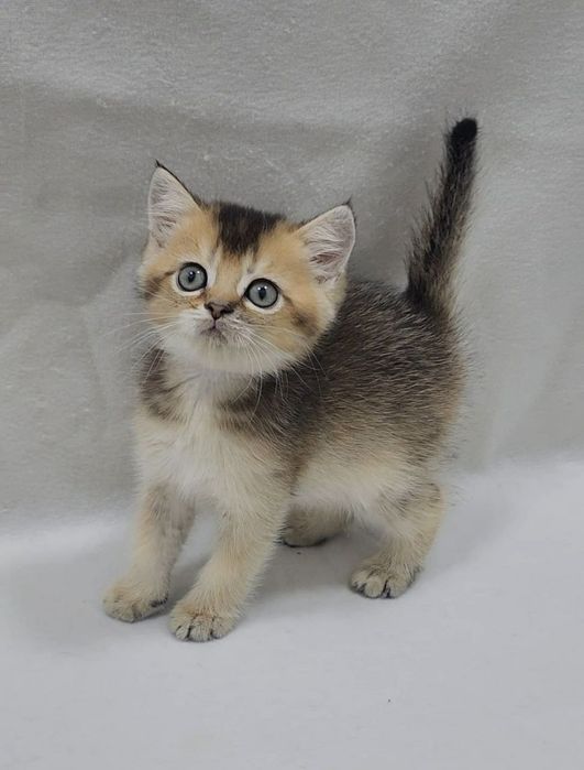 Мальчик скоттиш страйт золотая шиншилла текированная