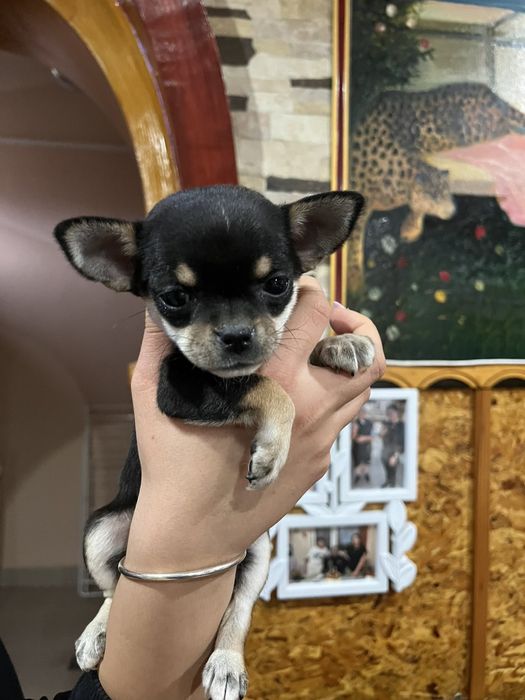 Мини чихуахуа на 2-ра ваксина