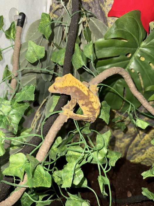 De vânzare gecko crestat + terariu Exo Terra