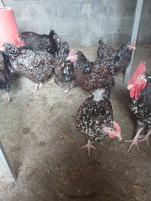 Vind ouă de incubație  sussex porțelan