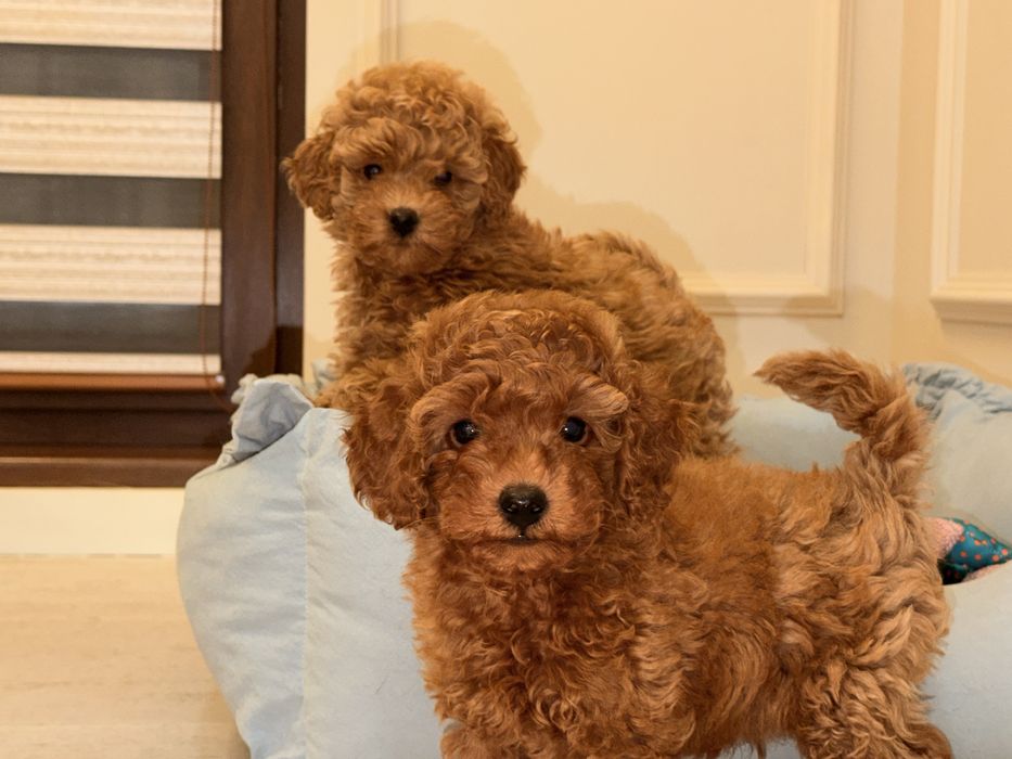 щенок Той-пуделя, девочка