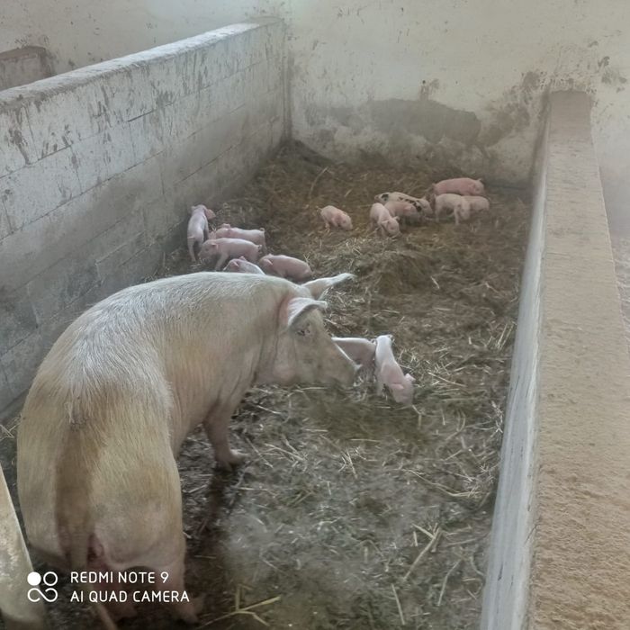 Продам молодых свиней