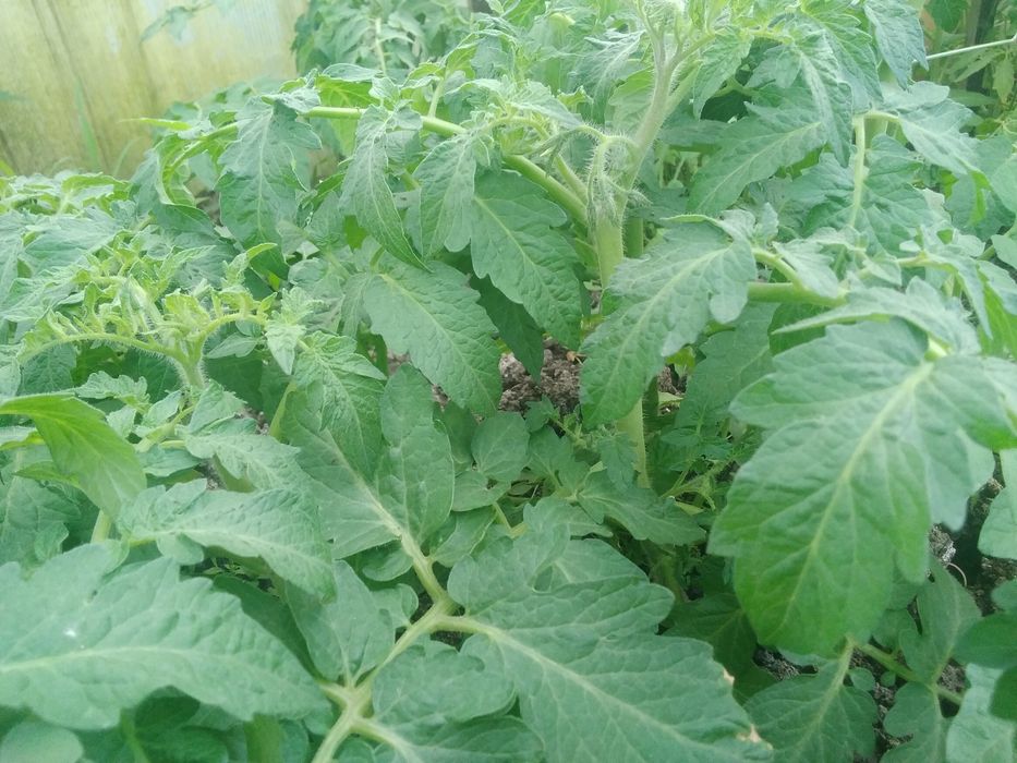 Продам    рассаду   помидор