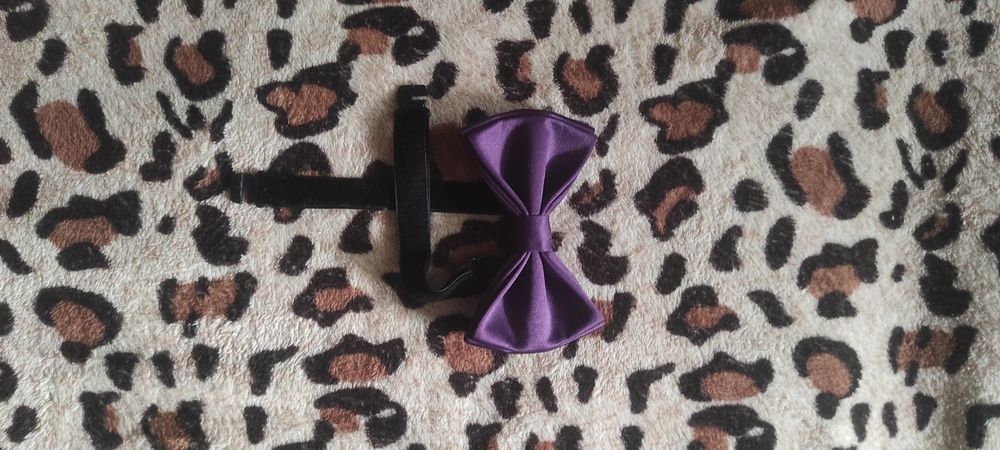 Papion mov purtat odată