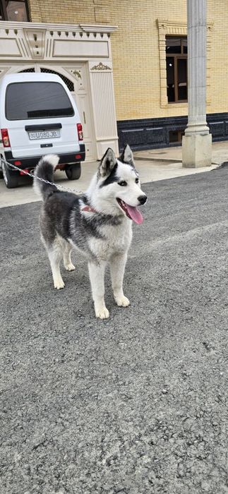 Zoti toza haski kuchuk 3 oylik