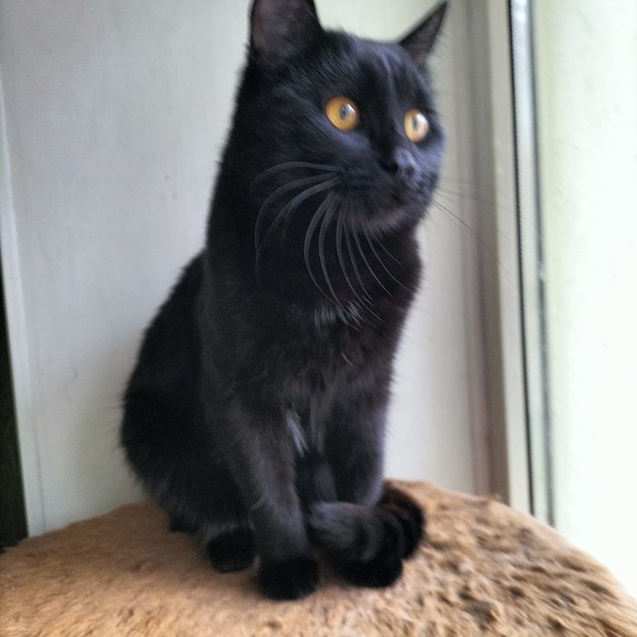 Молодой котик кастрат