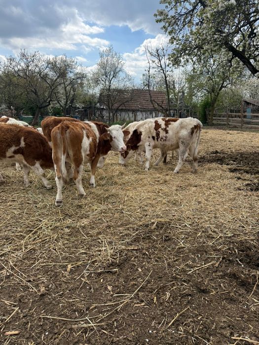 Vând juninci gestante