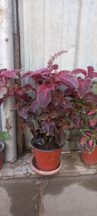 Колеус.  1000 тг