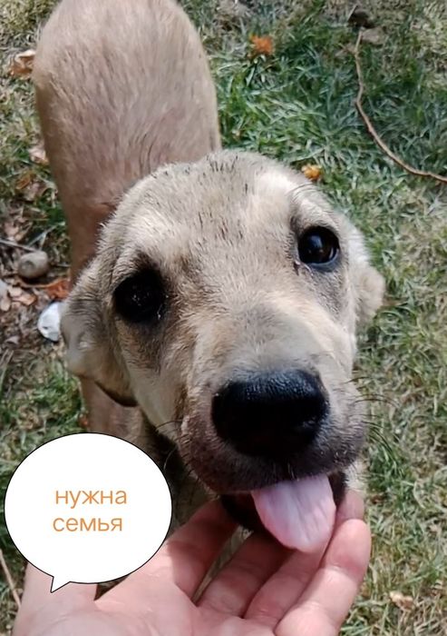 Худенький кобель подросток добрый в хорошие руки