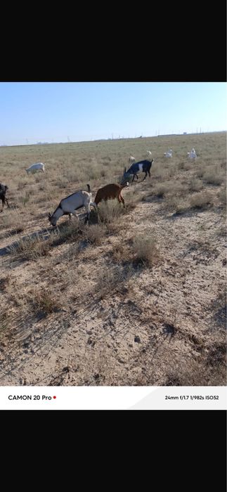 Ешкілер лақтарымен бірге сатылады.