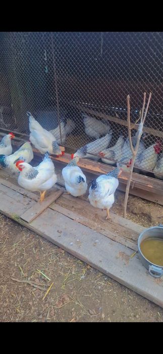 Adler rossiya tovuqlar tuxumi sotiladi