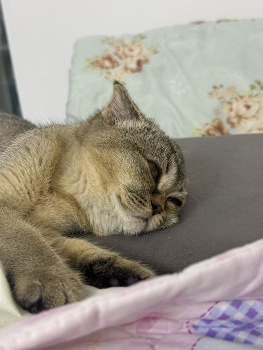 Котенок шотландская