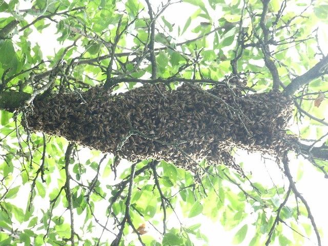 Capturez roiuri de albine