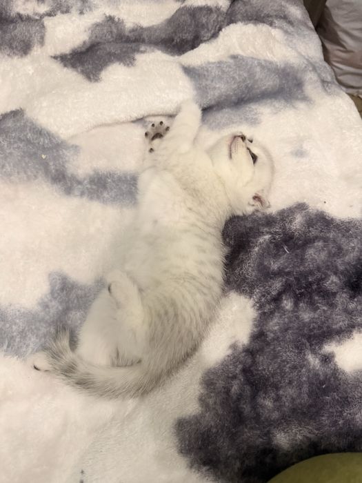 Продается шиншилла скотиш фолд