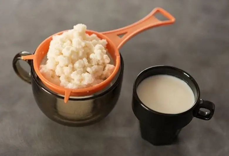 Молочный (тибетский) гриб продам