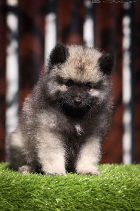 Вольф шпицы щенки готовы к переезду