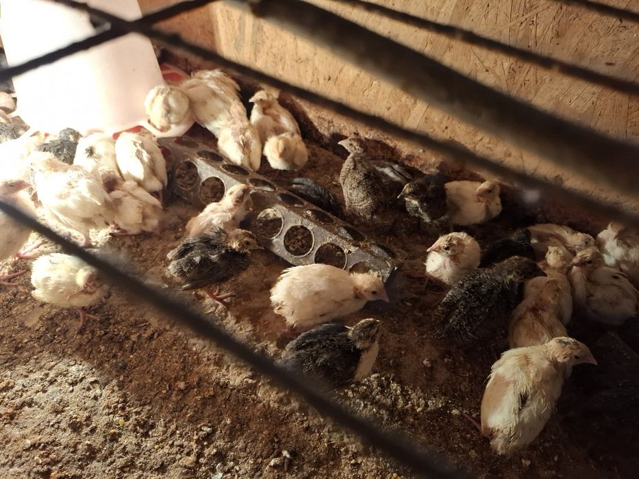 Oua de prepelițe și pui de prepelițe