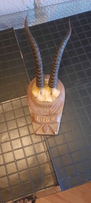 Оригинални рога от пустинята Гоби