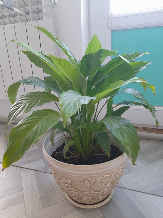 Женское счастье 3000тг