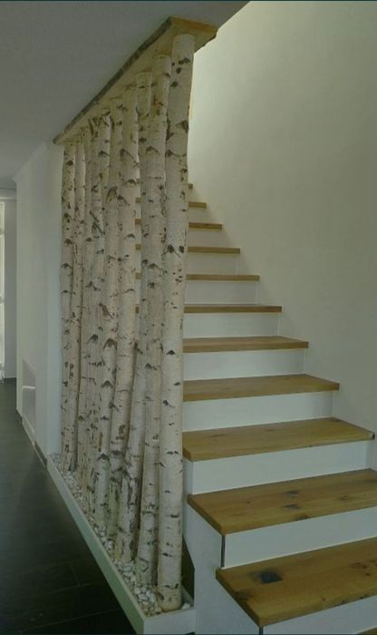 Mesteacan pentru pereti despartitori/ Paravane mesteacan alb / Tulpini