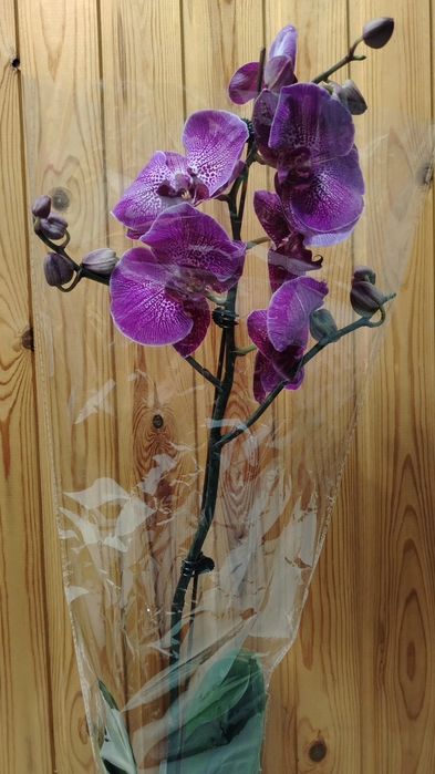 Орхидея! Орхидея!