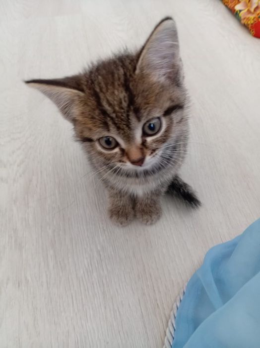 Отдадим котят в добрые руки