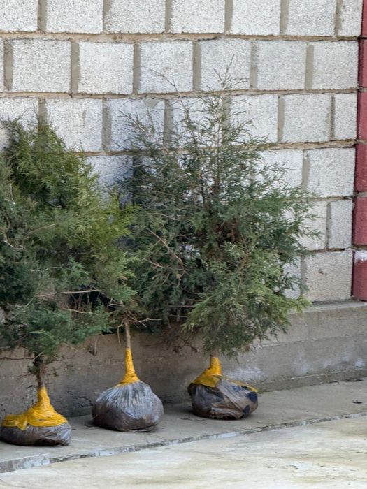 Елка саженец самовывоз