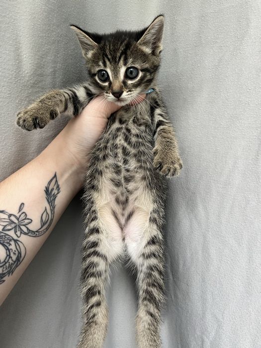 Отдам котят в добрые руки