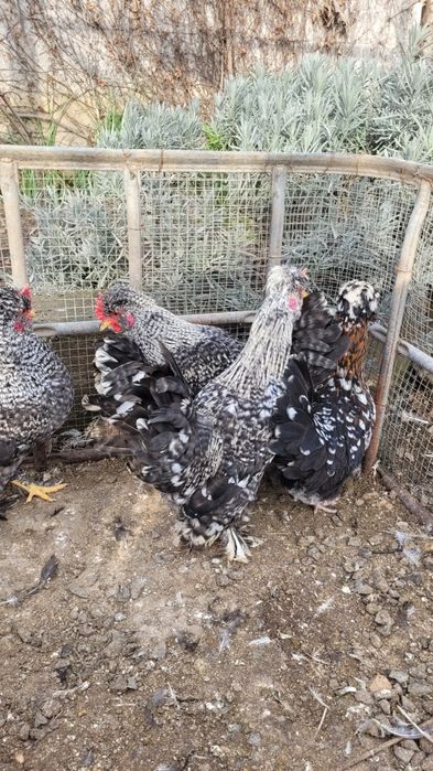 Cocosi strumski  pitic