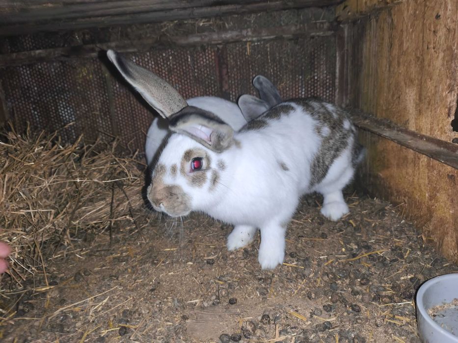 Femele 5 luni și 1 an