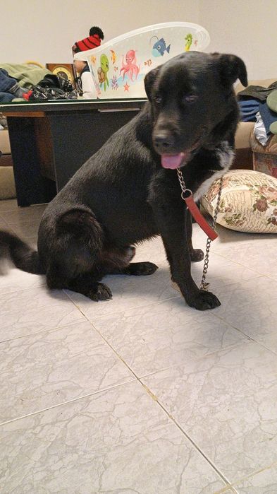 Немска овчарка/ Каракачанска овчарка на 11 месеца