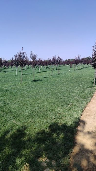 Gazon yotqzb beramza  35min