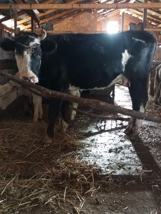 Vând sau schimb vacă la primul vitel