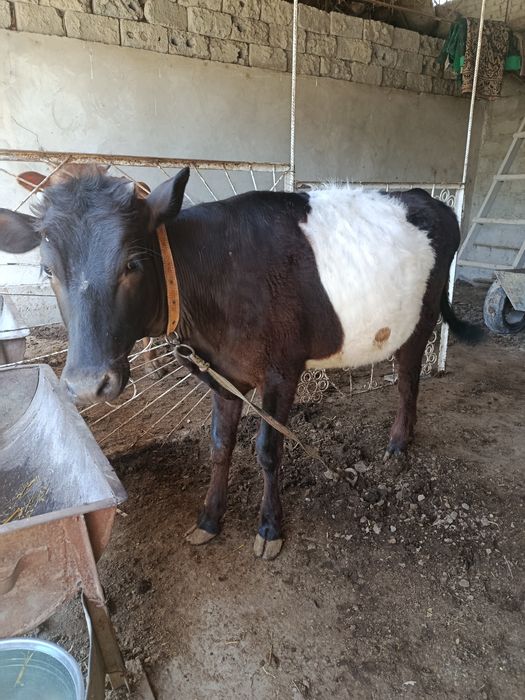 Она бола сигир сотилади