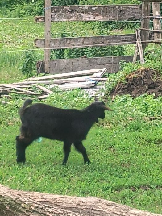 Vând o capra cu ieduța