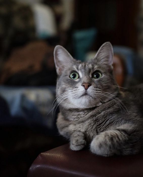 Котики ищут дом!