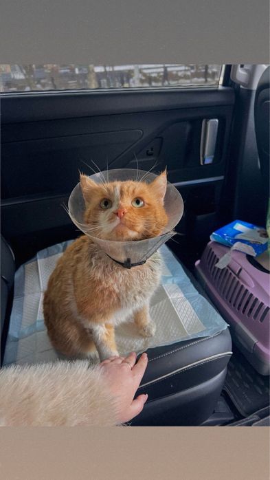 Котик в добрые руки