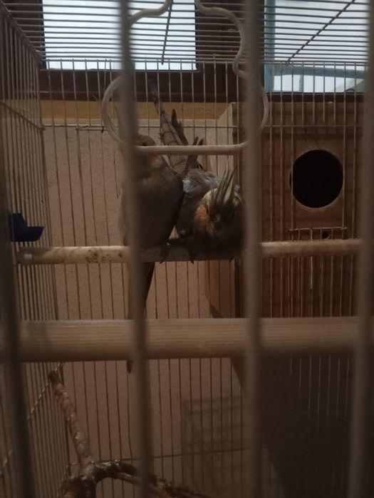 Папугайи кареллы