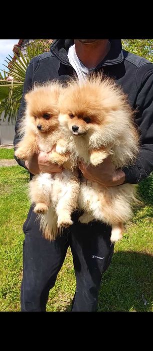 Продавам померани