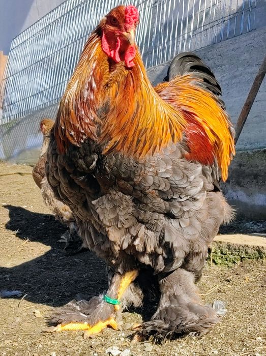 Vând ouă pentru incubat Brahma HI, BSO , Potarnichiu