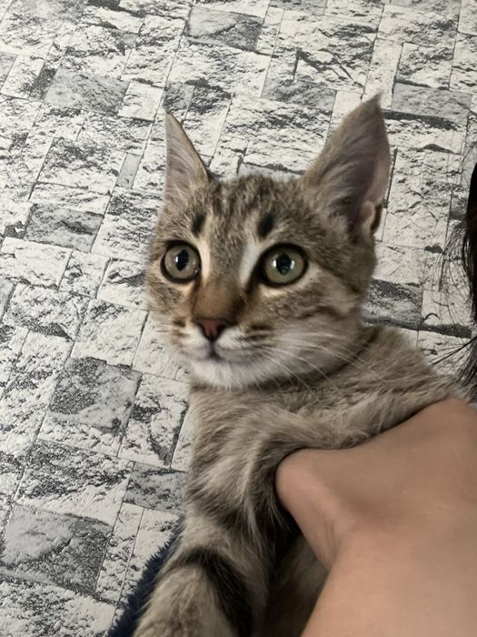 Котенок бесплатно