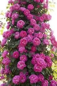 Trandafiri urcători parfumati