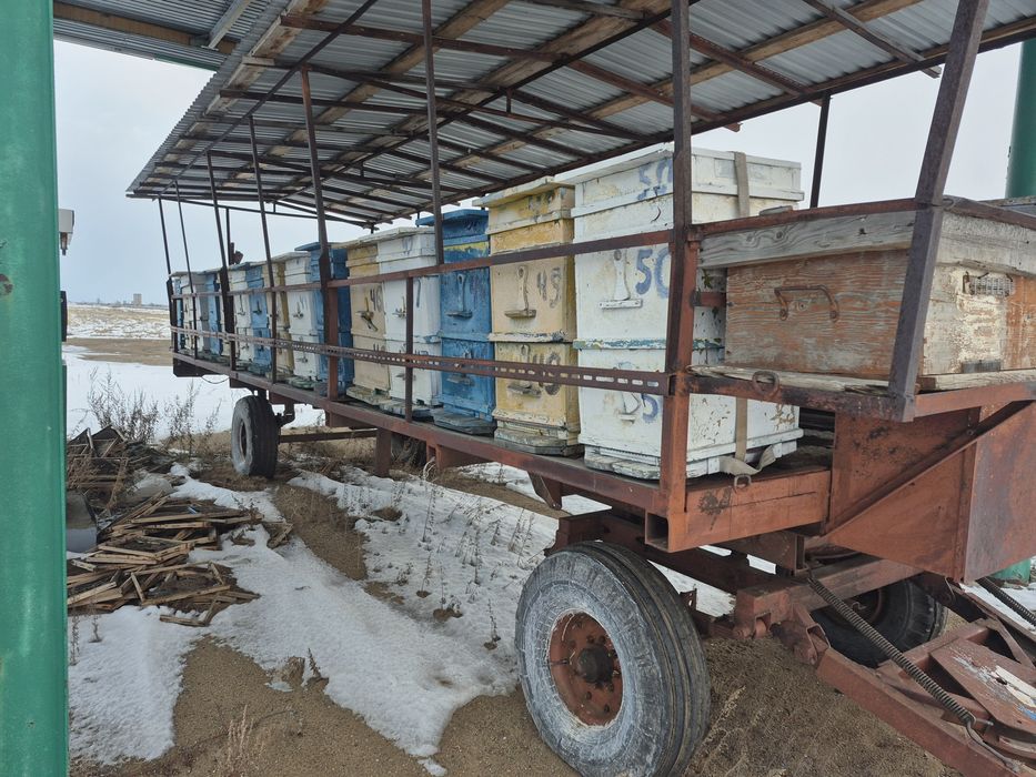 Пасика для пчёл с ульями