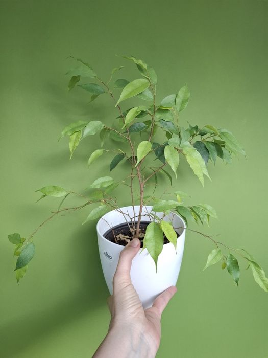 Planta de apartament - ficus benjamina, 40 cm