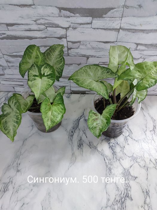 Домашние растения.
