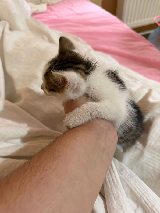 Pisici spre Adoptie
