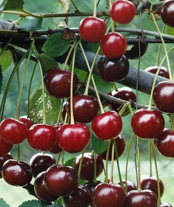 Вишня продам срочно. Срочно вишня каждый день свежий вкустный сладкий
